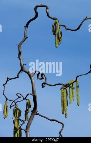 Le bâton de marche de Harry Lauder, Corylus avellana contorta, est un filbert contorsionné, un arbuste boisé à feuilles caduques avec des branches rondement tordues. Hazel Catkins Banque D'Images