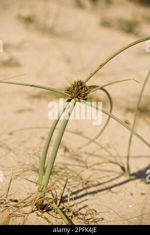 Dune cyperus capitatus, cyprès des dunes, perce, fleur de sable, pousse sur des dunes de sable, Algarve, Portugal, Europe Banque D'Images