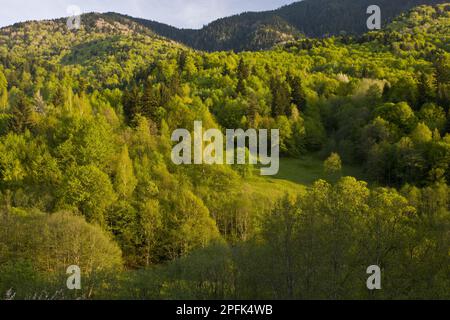 Vue d'un habitat mixte de bois, avec la méchée commune (Fagus sylvatica), la cerise sauvage (Prunus avium), l'épinette de Norvège (Picea abies) et le chêne (Quercus sp.) Banque D'Images