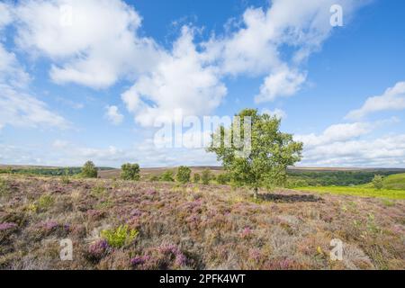 Vue de l'habitat des landes avec fleurs de bruyère commune (Calluna vulgaris) et de bouleau argenté isolé (Betula pendula), Blakey Ridge, North York Banque D'Images