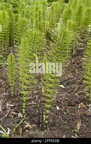 Grande horsetail (Equisetum telmateia), famille Horsetail, Horsetail Banque D'Images