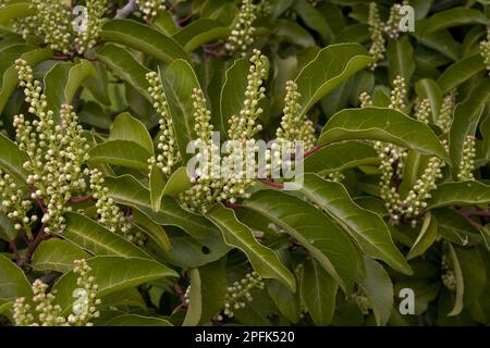 Laurel portugais, famille Rose, pousse florale Portugal Laurel, Prunus lusitanica Banque D'Images