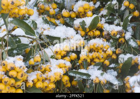 Firethorn (Pyracantha sp.) Gros plan de feuilles et baies enneigées, dans le jardin, Essex, Angleterre, Royaume-Uni Banque D'Images