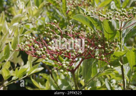 Elder (Sambucus nigra) gros plan d'un aîné non mûr, Mendlesham, Suffolk, Angleterre, Royaume-Uni Banque D'Images