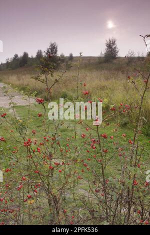 RosehIPS de la roseraie de chien (Rosa canina), croissant dans un habitat au coucher du soleil, réserve de Fairburn ings RSPB, West Yorkshire, Angleterre, Royaume-Uni Banque D'Images