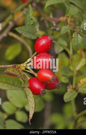 Field Rose (Rosa arvensis) gros plan des hanches, Norfolk, Angleterre, Royaume-Uni Banque D'Images