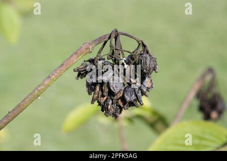 Arbre de Wayfaring (Viburnum lantana) gros plan des graines poussant dans les bois, plantation de Vicarage, Mendlesham, Suffolk, Angleterre, Royaume-Uni Banque D'Images