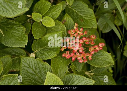 Wayfaring Tree (Viburnum lantana) gros plan des feuilles et des fruits, croissant sur le fond de craie, Kent, Angleterre, Royaume-Uni Banque D'Images