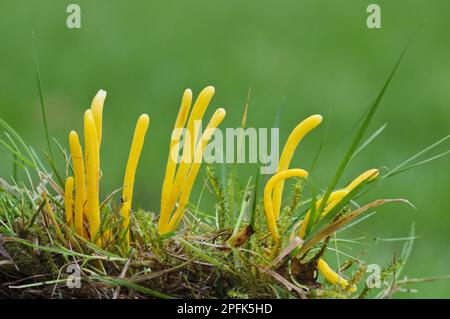 Golden Spinkles (Clavulinopsis fusiformis) fructifications, croissant parmi l'herbe, Clumber Park, Notinghamshire, Angleterre, Royaume-Uni Banque D'Images