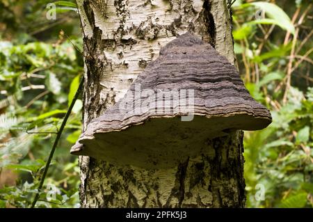 Le corps de fructification du champignon de l'hof (Fomes fomentarius), croissant sur le tronc de bouleau argenté (Betula pendula), Clumber Park, Notinghamshire, Angleterre, Royaume-Uni Banque D'Images