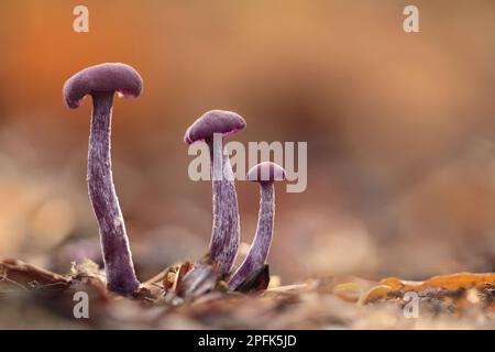 Amethyst Deceiver (Laccaria amethystea) trois fructifications, croissant parmi la litière de feuilles dans les bois, Leicestershire, Angleterre, Royaume-Uni Banque D'Images