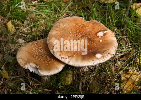 Les fructifications de rousseur (Amanita rubescens), Dorset, Angleterre, Royaume-Uni Banque D'Images