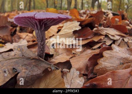 Amethyst Deceiver (Laccaria amethystea) fructifier le corps, croissant parmi la litière de feuilles dans un habitat boisé, Leicestershire, Angleterre, Royaume-Uni Banque D'Images