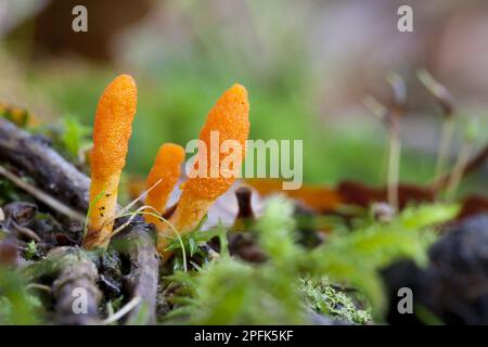 Puppet Caterpillar champignon, champignon, Scarlet Caterpillar champignon (Cordyceps milaris) fructifier des organismes, poussant dans les bois, Powys, pays de Galles, Royaume-Uni Banque D'Images