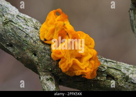 Corps de fructification du champignon du cerveau jaune (Tremella mesenterica), croissant sur la branche, réserve naturelle de Gilfach Farm, près de Rhayader, Powys, pays de Galles, Royaume-Uni Banque D'Images