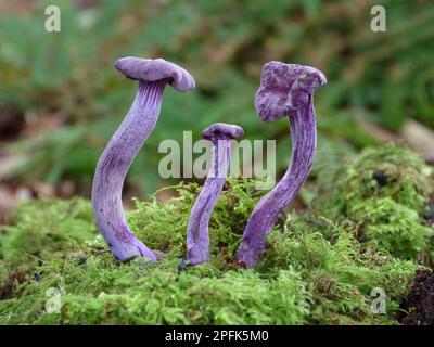 Le corps de fructification de l'écepteur améthyste (Laccaria améthystinina), qui pousse sous la mousse dans les bois, Leicestershire, Angleterre, Royaume-Uni Banque D'Images