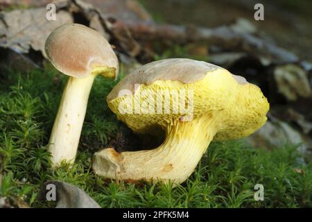 Champignon iodé (Boletus impolitus) deux fructifications, partiellement mangées par les escargots, poussent dans des bois de chêne, Powys, pays de Galles, Royaume-Uni Banque D'Images