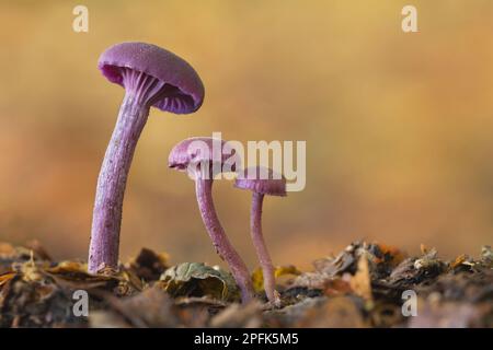 Amethyst Deceiver (Laccaria amethystinina) fructification de corps, croissant parmi la litière de feuilles sur le sol des bois, Leicestershire, Angleterre, Royaume-Uni Banque D'Images