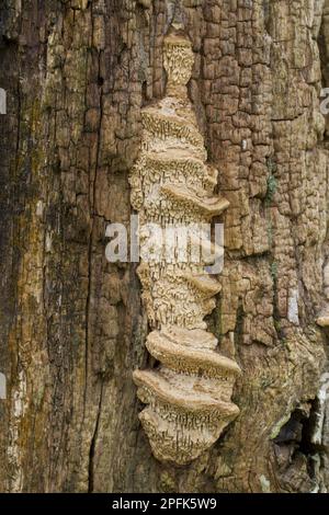 Corps de fructification de chêne Mazegill (Daedalea quercina) croissant sur des poteaux de chêne, Powys, pays de Galles, Royaume-Uni Banque D'Images