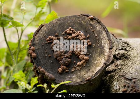 Hêtre Woodwart (Hypoxilon fragiforme) fructifications, croissant à partir de l'extrémité coupée de la rondins pourris, Clumber Park, Notinghamshire, Angleterre, Royaume-Uni Banque D'Images