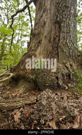 Bodies de la poule des bois (Grifola frondosa), crosse poussant à la base d'un chêne frappé par la foudre, réserve naturelle nationale de Langley Wood Banque D'Images