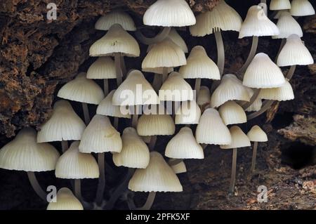 Capot blanc de traite (Mycena galopus var.. candida) fructifications, amas croissant dans le creux de l'arbre pourri, Leicestershire, Angleterre, Royaume-Uni Banque D'Images