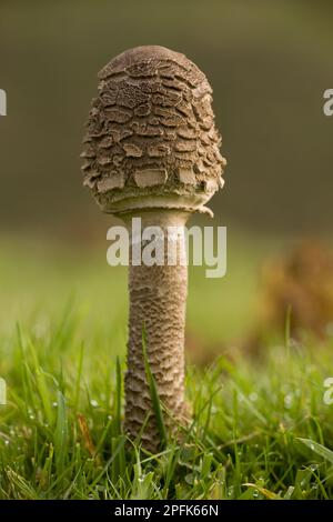 Parasol Mushroom (Macrolepiota procera) jeune fructification corps, croissant dans les prairies acides, Quantock Hills, Somerset, Angleterre, Royaume-Uni Banque D'Images