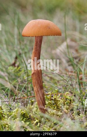 Scurfy Deceiver (Laccaria proxima) fructifier le corps, croissant dans les prairies, Clumber Park, Notinghamshire, Angleterre, Royaume-Uni Banque D'Images