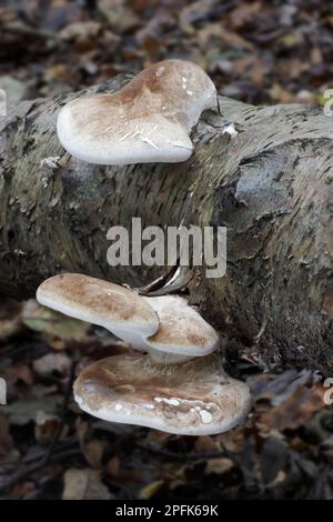 Corps de fructification en polypore de bouleau (Piptoporus betulinus), sur le tronc du bouleau verni (Betula pendula) dans les bois, Leicestershire, Angleterre, automne Banque D'Images