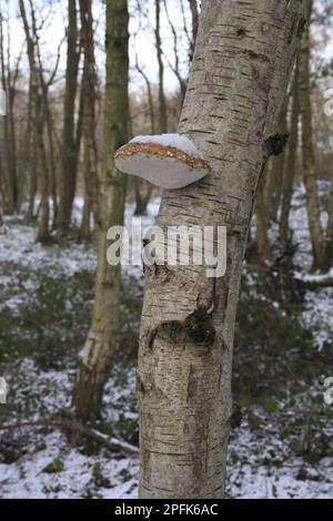 Polypore de bouleau (Piptoporus betulinus), corps de fructification poussant sur le tronc de bouleau verni (Betula pendula), dans des bois enneigés sur le bord de la rivière Banque D'Images