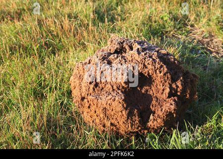 Le macaron géant (Langermannia gigantea) a mûr le corps de fructification, poussant sur des pâturages rugueux et des prairies acides, projet Little Ouse Headwaters, le Banque D'Images