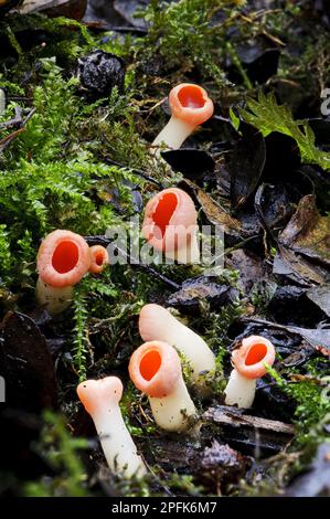 Écarlate elfcup (Sarcoscypha austriaca), cupling rouge, cupling autrichien, champignons, corps de fructification de la coupe d'Elf de Scarlet, nouvellement apparu, en croissance parmi Banque D'Images