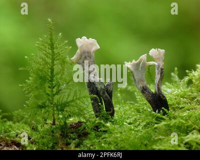 Corps de fructification de champignons de Candle-Snuff (Xylaria hypoxylon), croissant parmi les mousses sur bois mort, dans les bois, Leicestershire, Angleterre, Royaume-Uni Banque D'Images