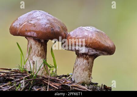 Jack glissant (Suillus luteus) deux fructifications, Clumber Park, Notinghamshire, Angleterre, Royaume-Uni Banque D'Images