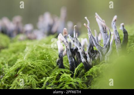 Le corps de fructification du champignon de la bougie (Xylaria hypoxylon) pousse sur du bois mort recouvert de mousse dans les bois, North Downs, Kent, Angleterre, Royaume-Uni Banque D'Images