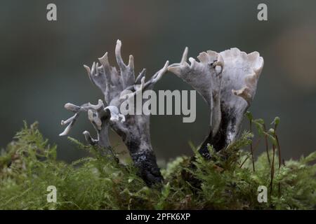 Corps de fructification du champignon de la bougie (Xylaria hypoxylon), poussant sur la souche d'arbre parmi les mousses dans les bois, Leicestershire, Angleterre, Royaume-Uni Banque D'Images