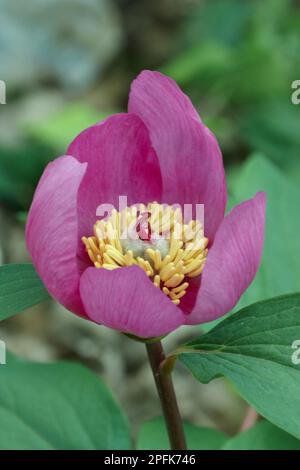 Paeonia corralina, pivoine de corail, pivoine sauvage (Paeonia mascula), famille de pivoines, pivoine balkanique gros plan de fleur, croissant dans des bois de chêne, Sicile, Italie Banque D'Images