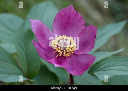 Paeonia corralina, pivoine de corail, pivoine sauvage (Paeonia mascula), famille de pivoines, pivoine balkanique gros plan de fleur, croissant dans des bois de chêne, Sicile, Italie Banque D'Images