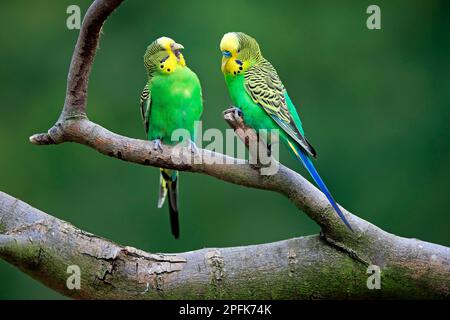 Budgerigar (Melopsittacus undulatus), couple adulte, Australie Banque D'Images