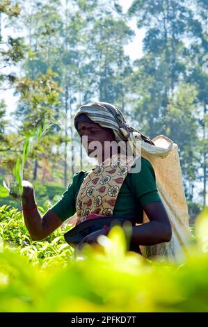 La préparatrice de thé femelle dans la plantation de thé de Nuwara Eliya, Sri Lanka. Banque D'Images