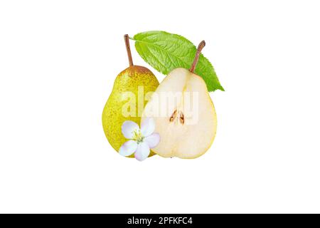 Poire Rocha, fruits entiers et coupés isolés sur blanc. Fruit à pois vert jaune, à moitié coupé avec graines, feuilles et fleurs. Banque D'Images