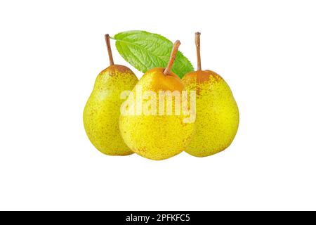 Poire Rocha trois fruits entiers isolés sur blanc. Poire à pois vert jaune et feuille verte. Banque D'Images