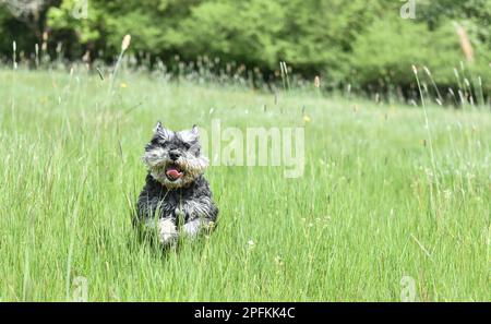 Chien schnauzer miniature, noir et argent, pour adulte, qui court à travers une longue herbe vers l'appareil photo Banque D'Images