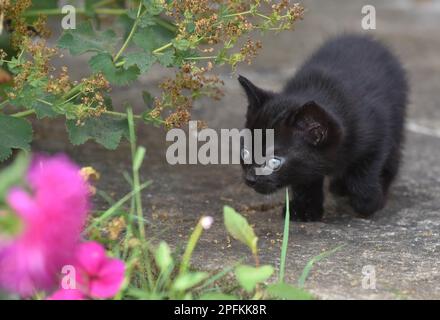 Chaton noir de six semaines avec les yeux bleus pratiquant la chasse sur le patio dans le jardin en été avec un pin k fleur en bas à gauche Banque D'Images