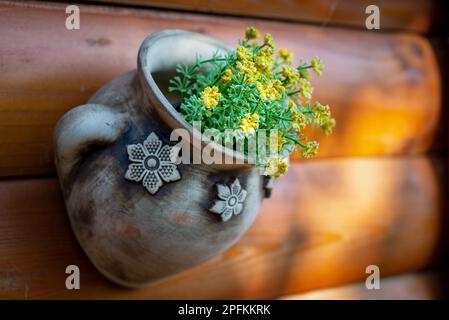 Jolies fleurs jaunes dans un pot en céramique de style traditionnel accrochée sur le côté extérieur du mur de la cabine en bois Banque D'Images