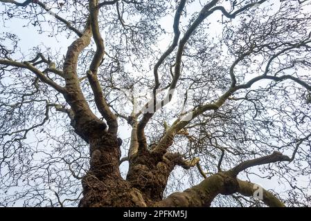 Branches tordues effrayantes d'un arbre de plan de Baobab créant un motif intéressant contre le ciel lumineux. Banque D'Images