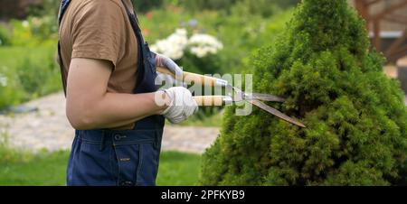 Un jardinier professionnel coupe un arbre de thuja pour une meilleure forme Banque D'Images
