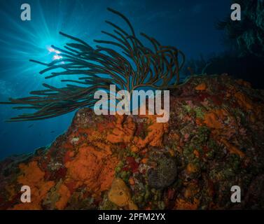 Sunburst et rod coraux sur le site de plongée de Maze au large de l'île des Caraïbes de Sint Maarten Banque D'Images