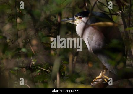 Un héron de nuit à couronne noire (Nycticorax nycticorax) au moment de la croissance dans un parc de Kanagawa, au Japon. Banque D'Images