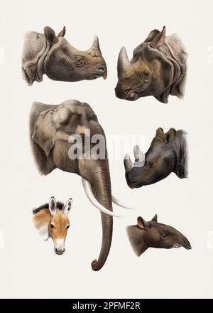 Éléphant. Rhinocéros et Tapir. Illustration d'un ancien animal. Des animaux béatiful de l'Inde, de la Birmanie et du Tibet. Banque D'Images